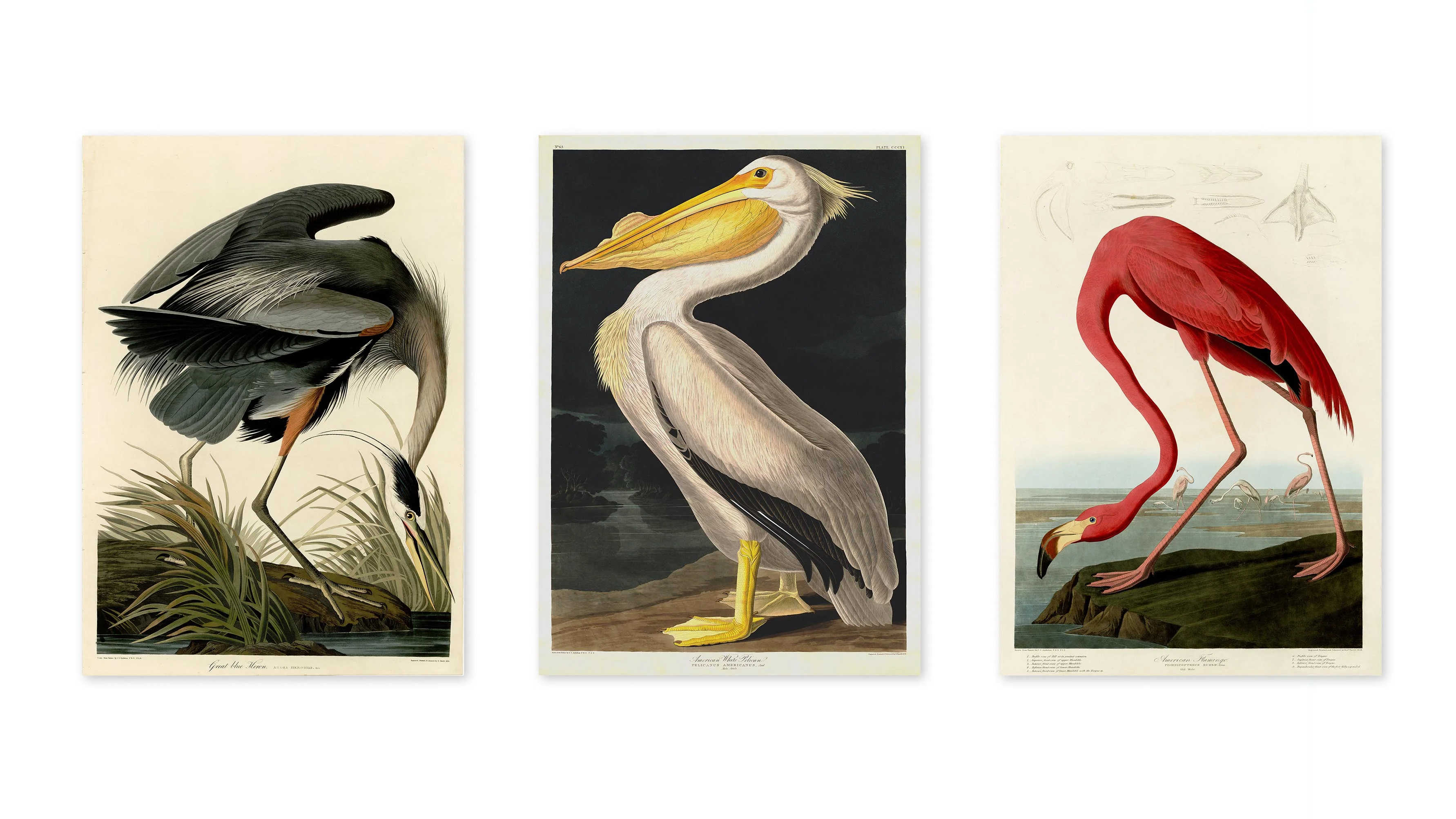 Birds of America - Set of 3 - Image 3