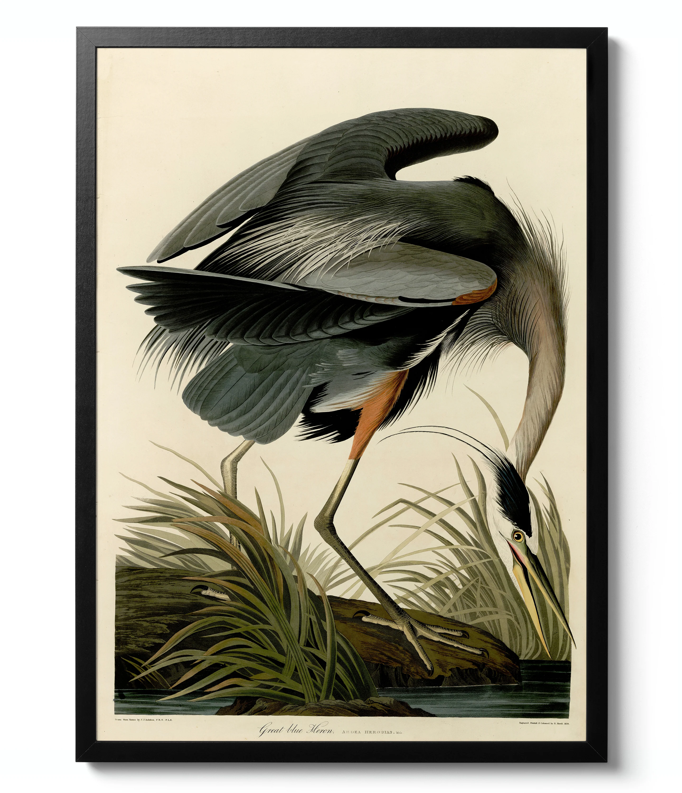 Birds of America - Set of 3 - Image 6