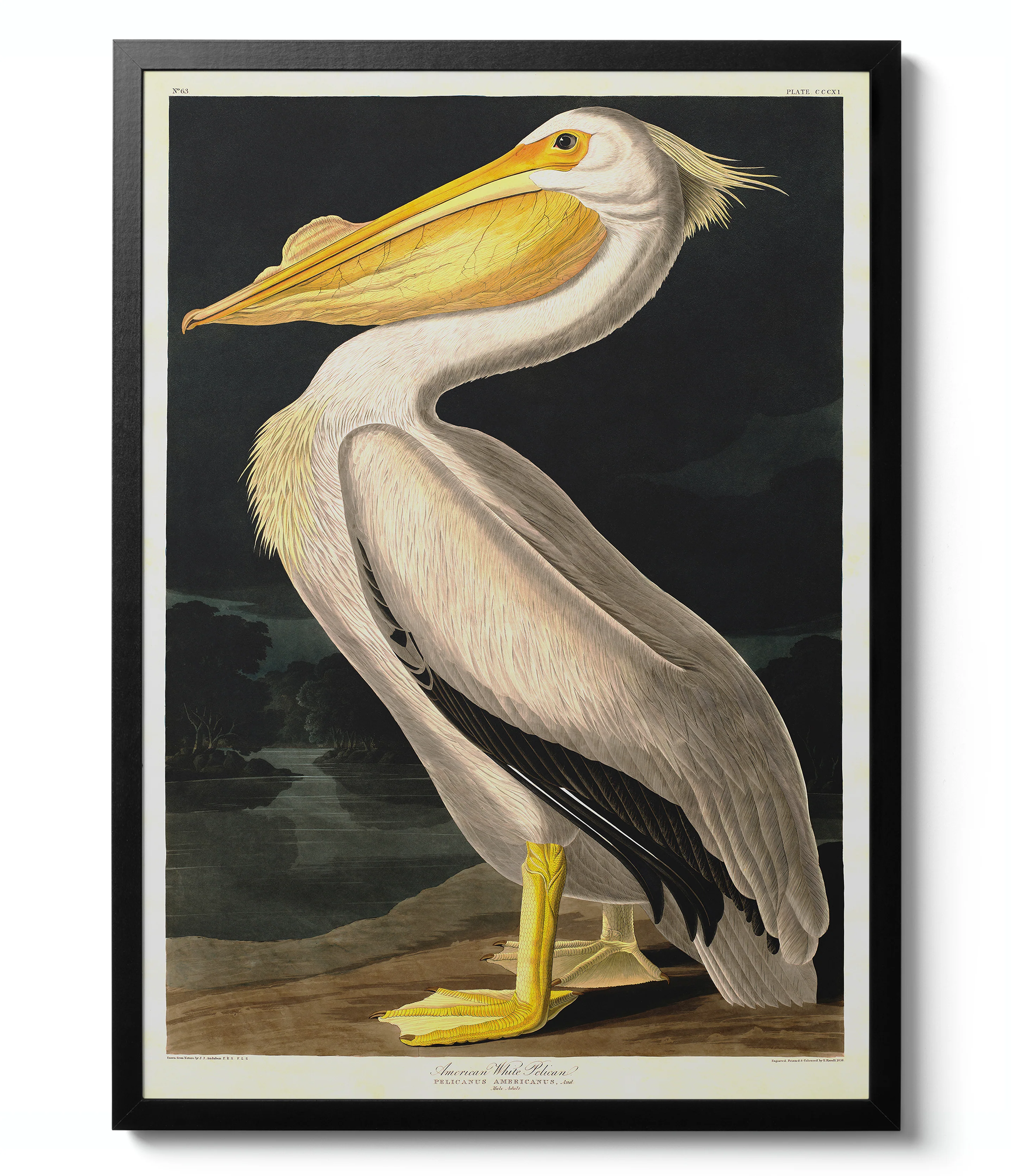 Birds of America - Set of 3 - Image 7