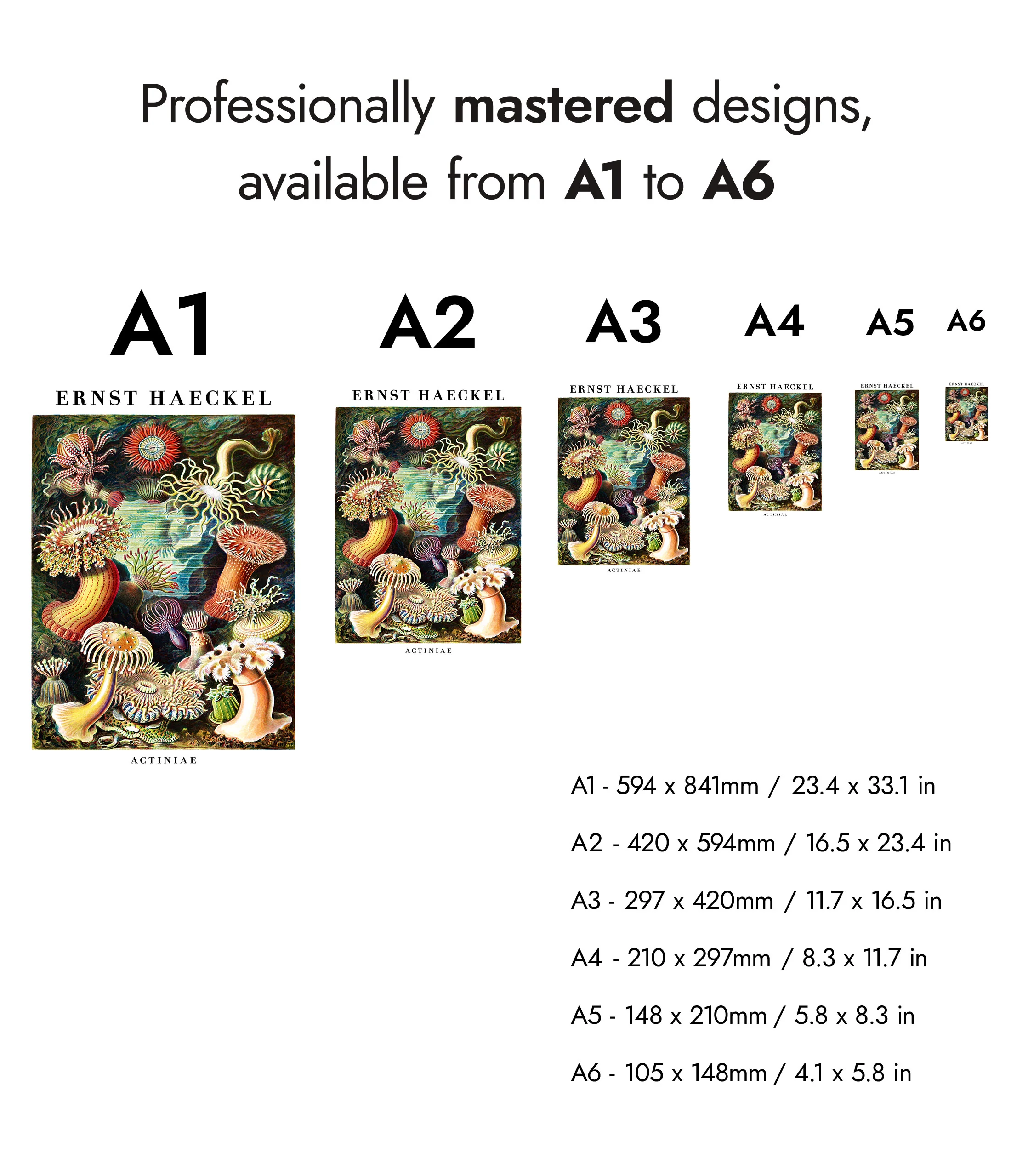 Ernst Haeckel - Set of 3 - Image 10