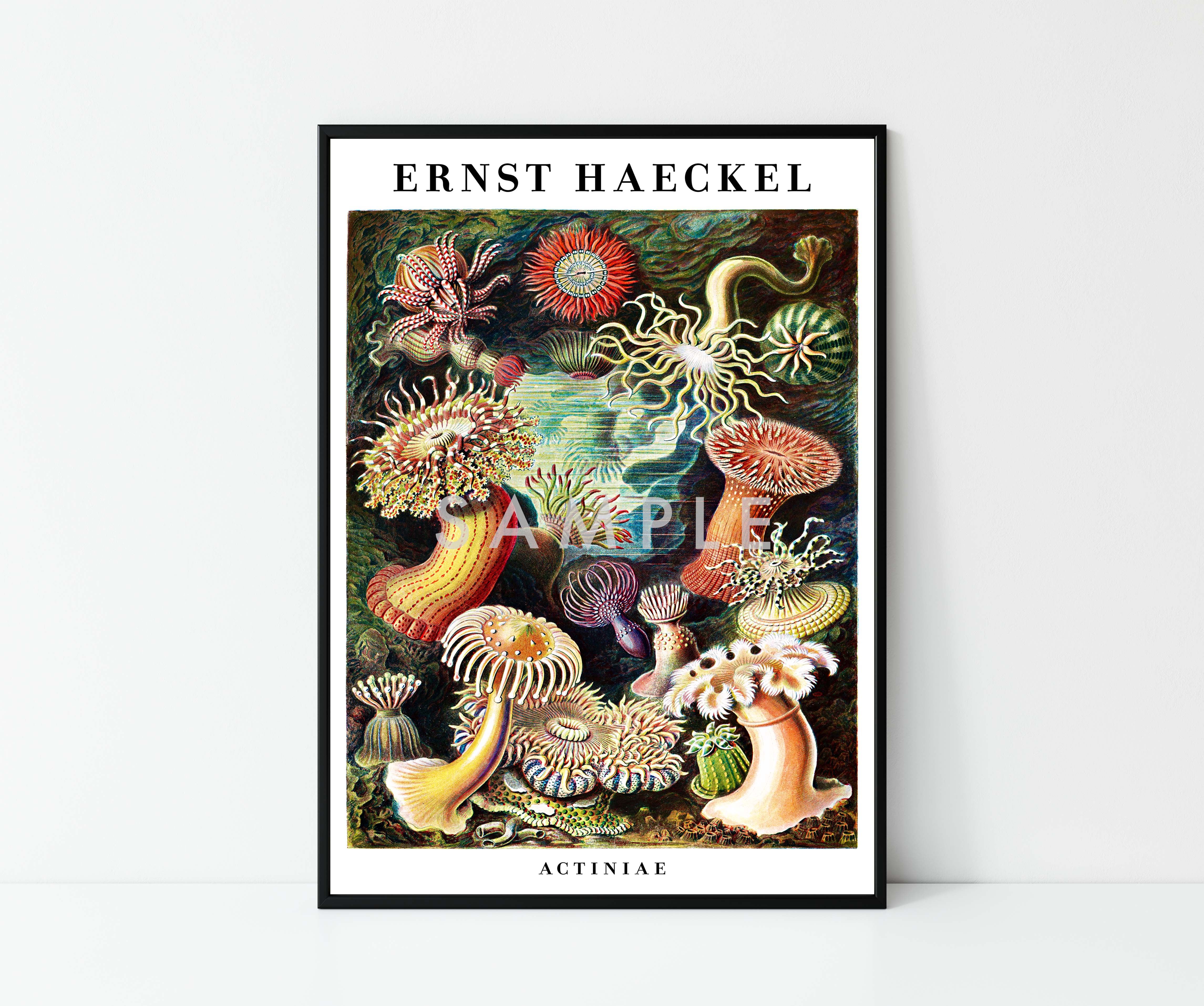 Ernst Haeckel - Set of 3 - Image 5