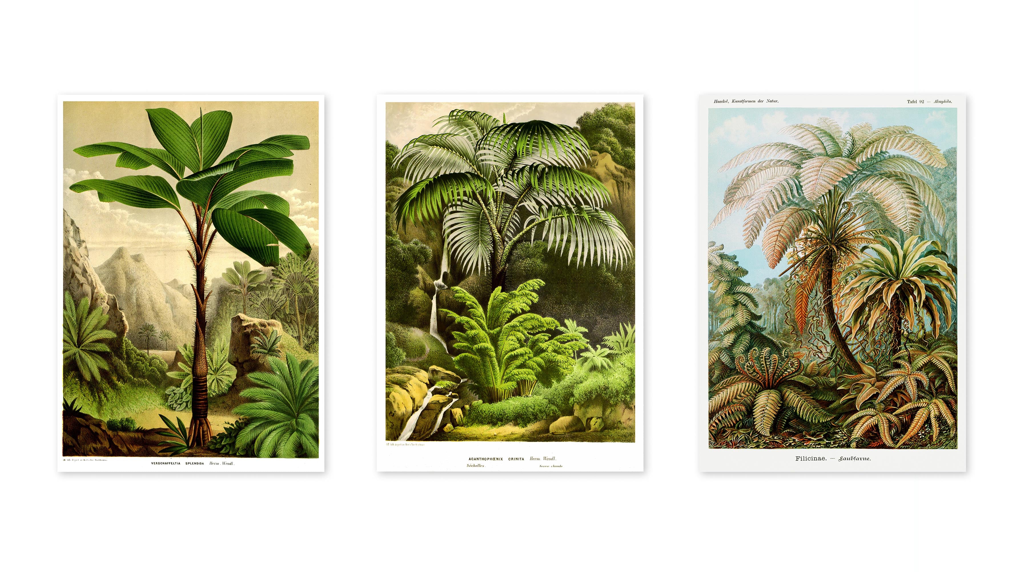 Botanical Trees - Set of 3 - Image 3