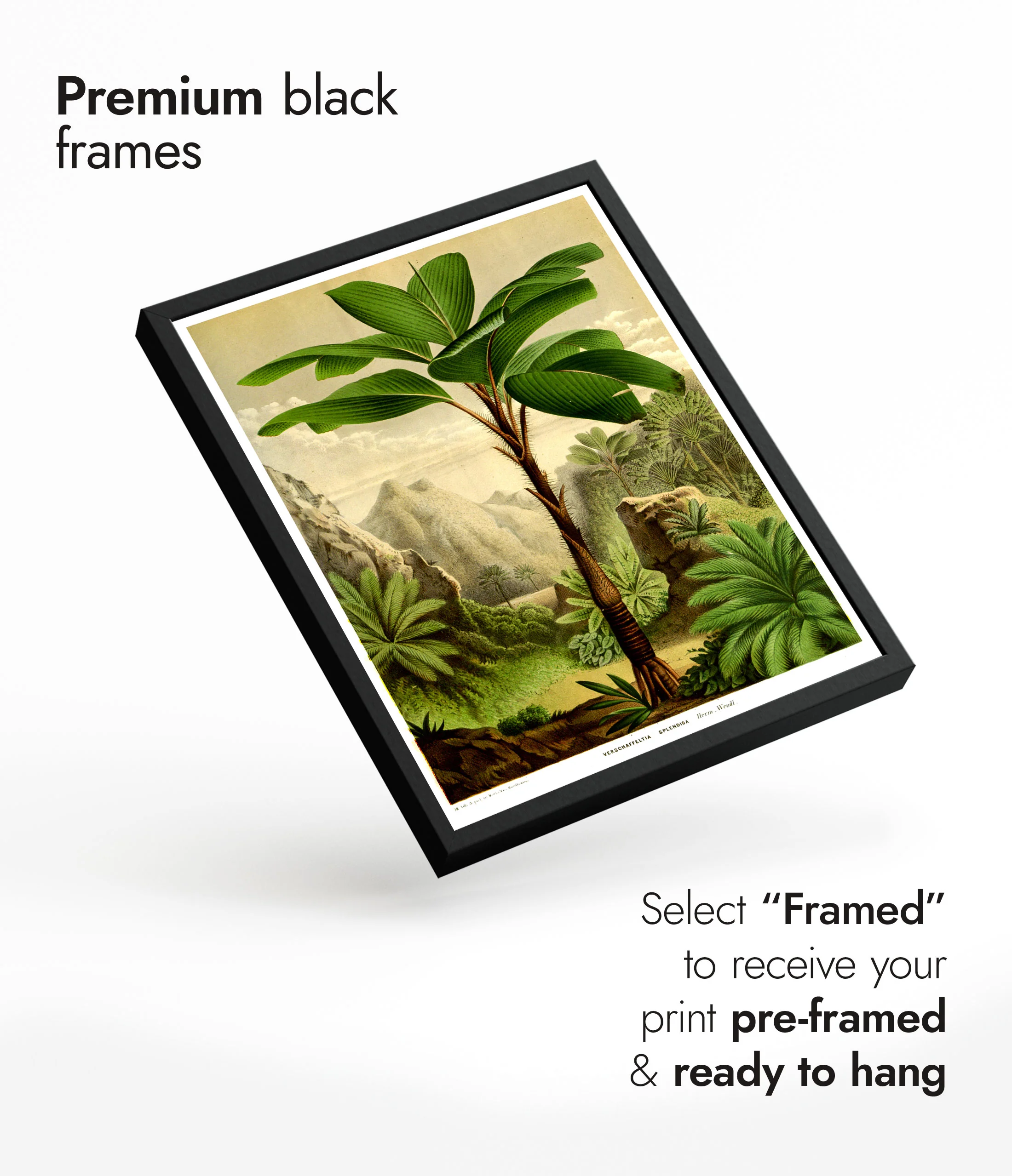 Botanical Trees - Set of 3 - Image 7