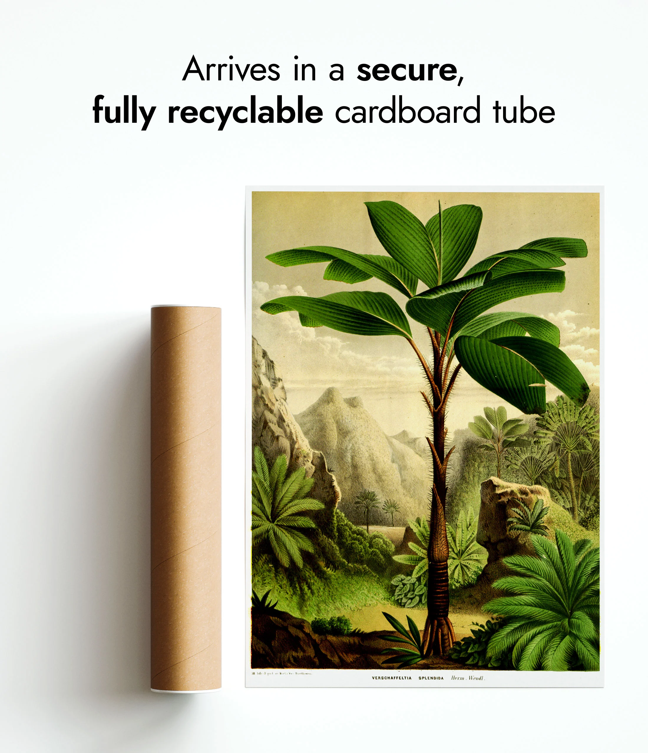 Botanical Trees - Set of 3 - Image 9